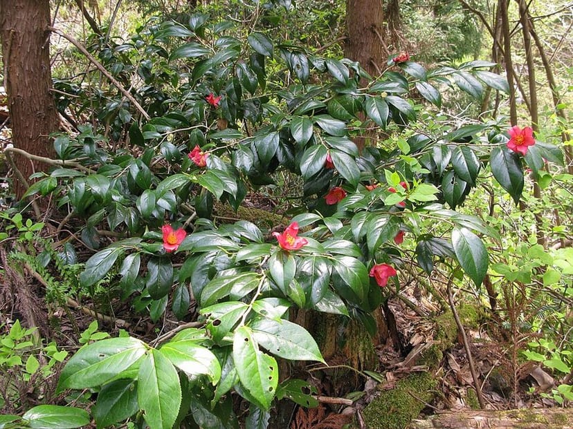 Pink Camellia
