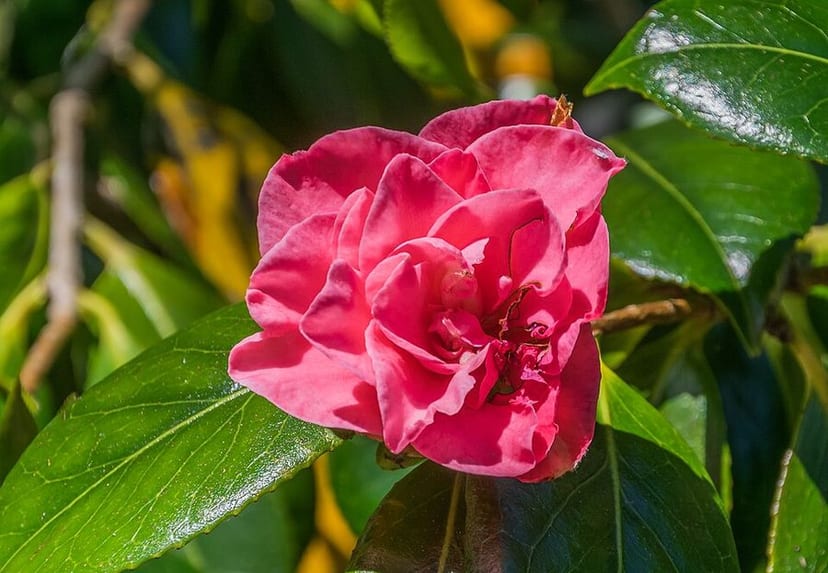 Camellia photo 2