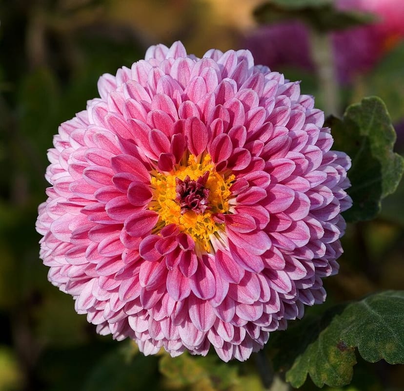 Garden chrysanthemum / mum
