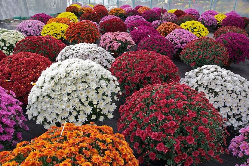 Garden Mum photo 2