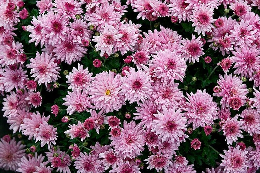 Garden Mum photo 3