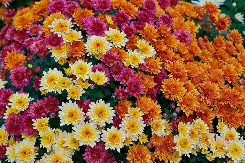Garden Mum photo 4