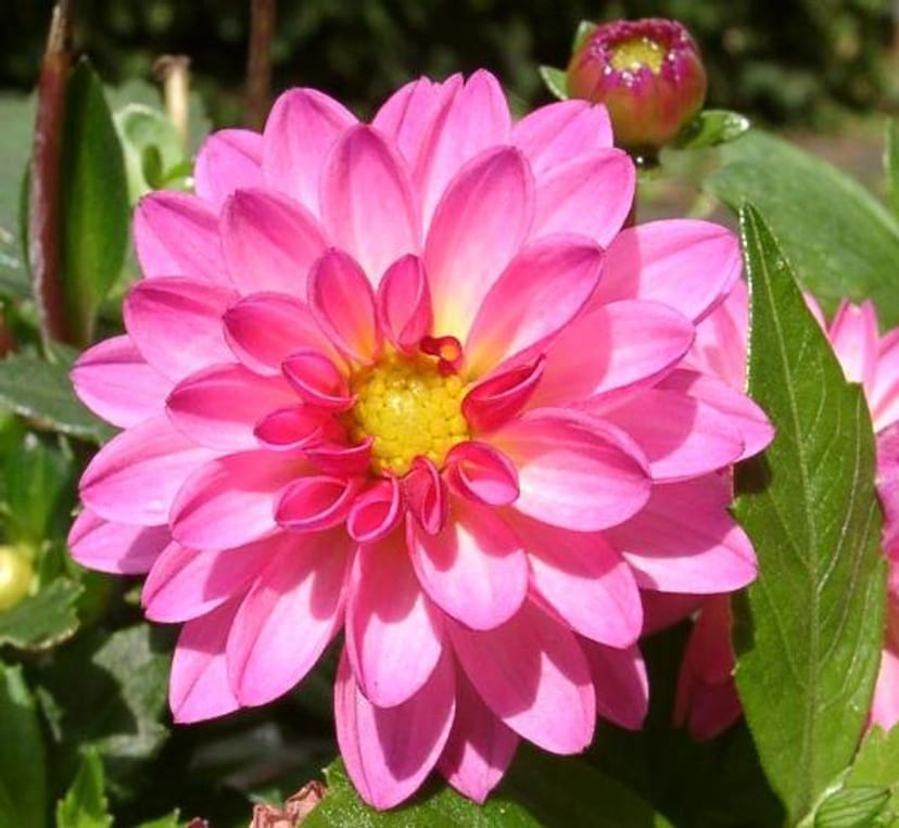 Pink Dahlia