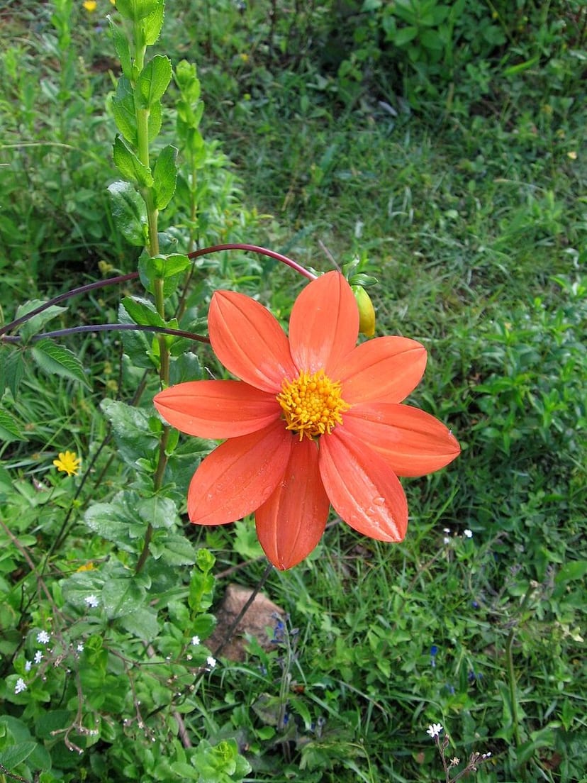 Dahlia photo 2