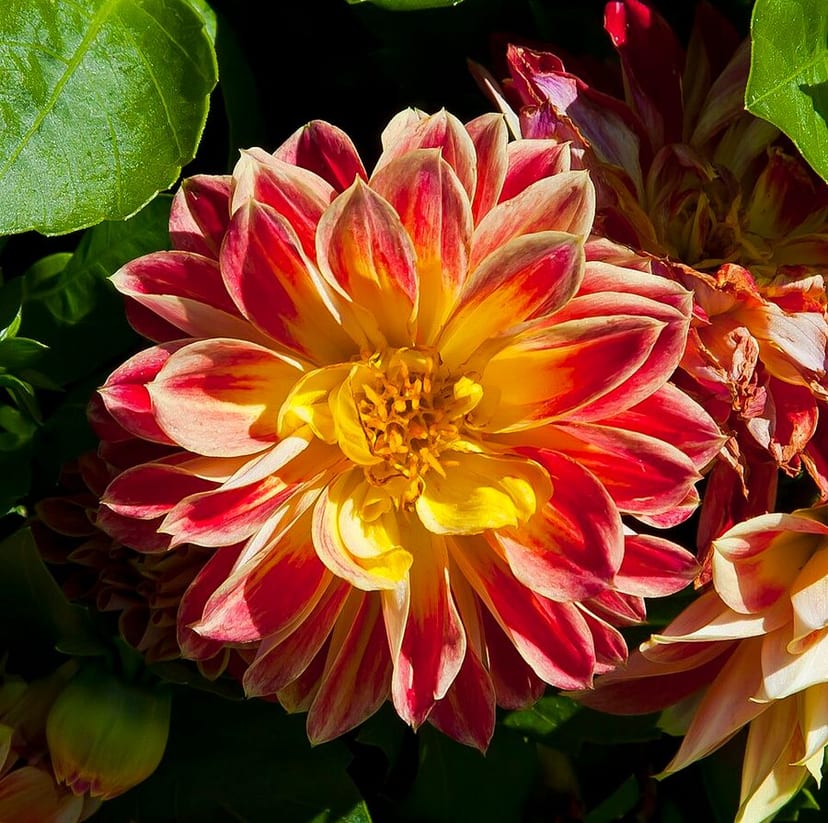 Dahlia photo 3