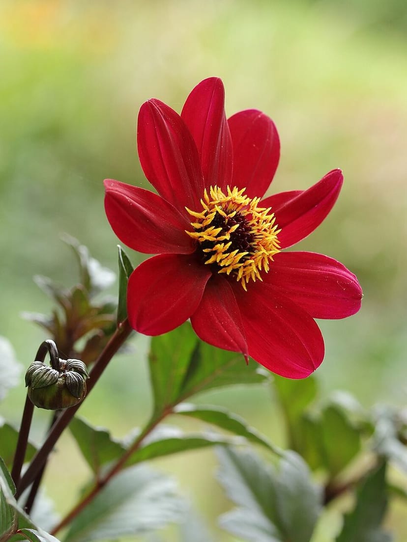 Dahlia photo 4