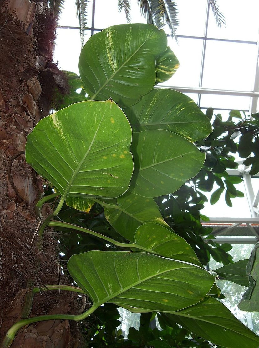 Golden Pothos