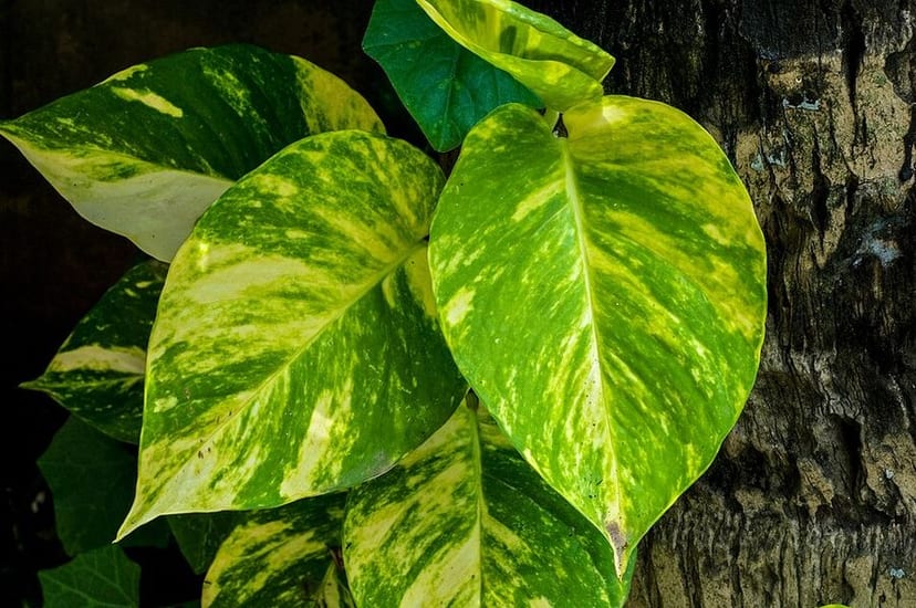 Golden Pothos photo 2