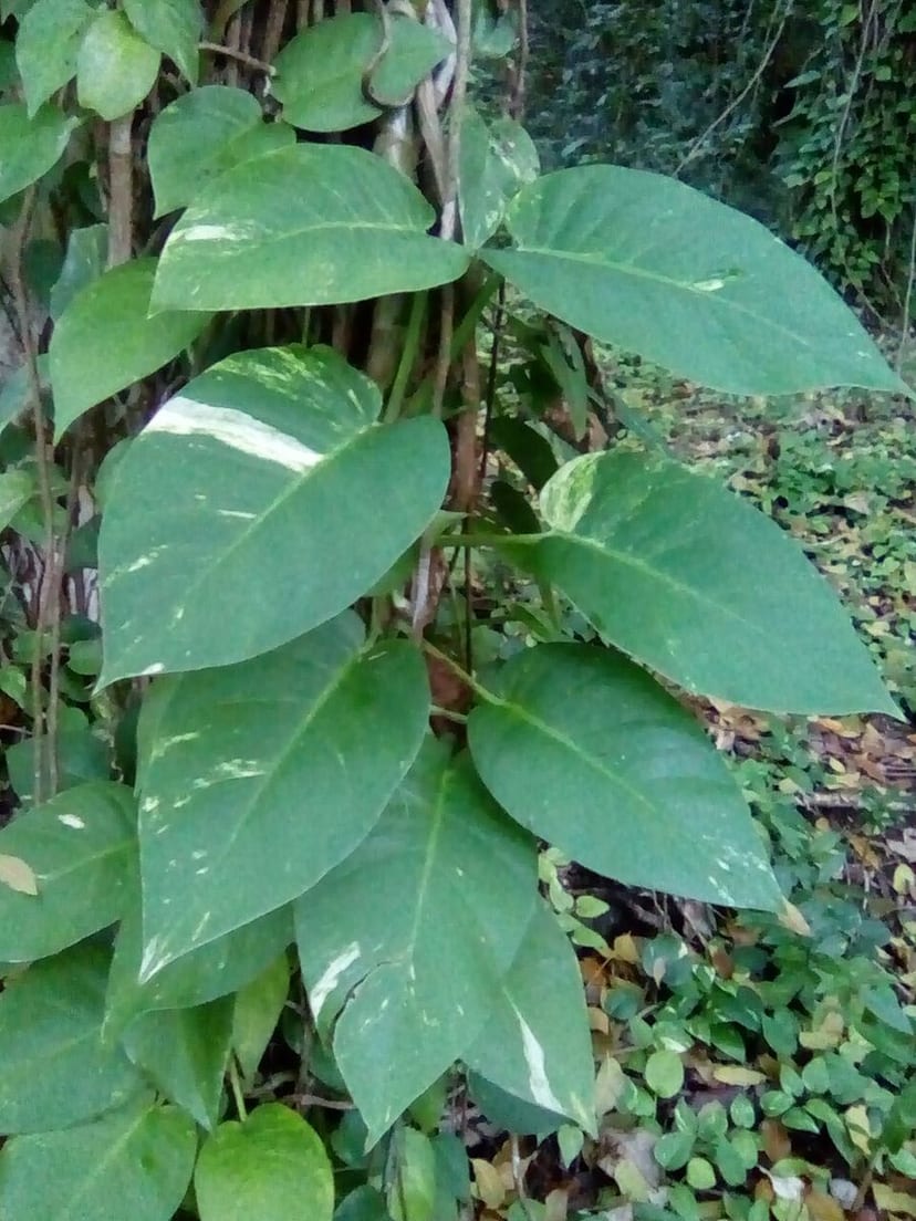 Golden Pothos photo 3