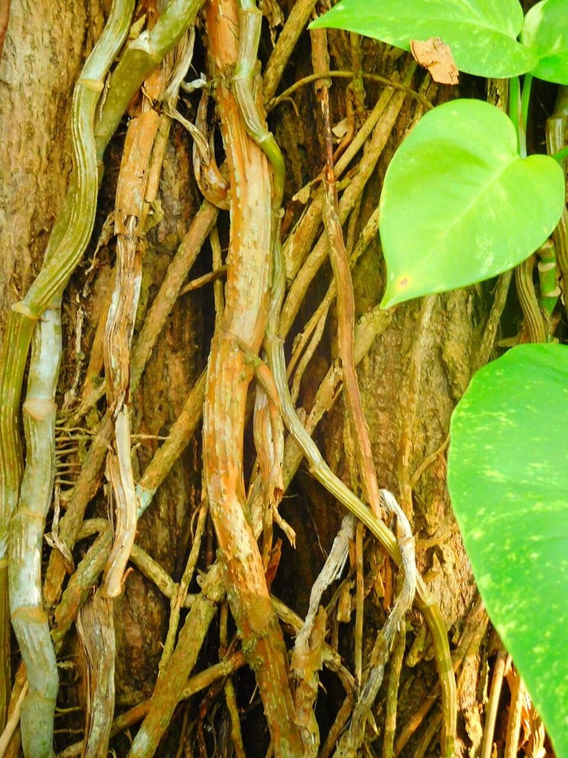 Golden Pothos photo 4