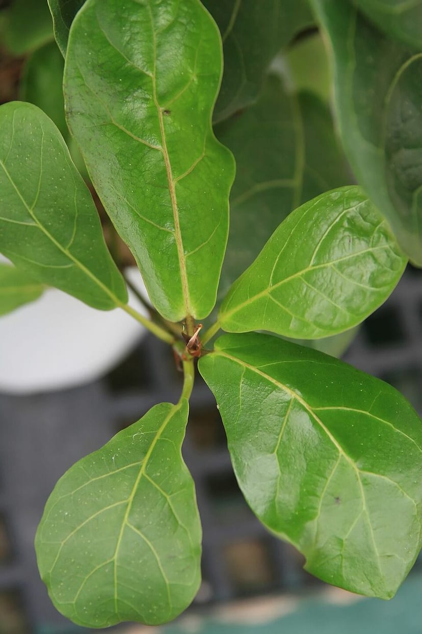 Fiddle Leaf Fig photo 3