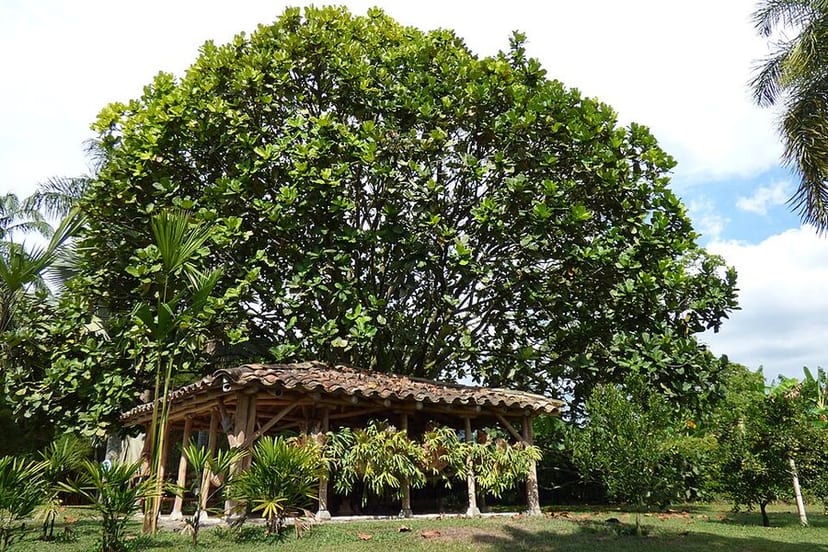 Fiddle Leaf Fig photo 4