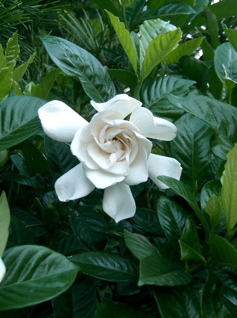 White Gardenia