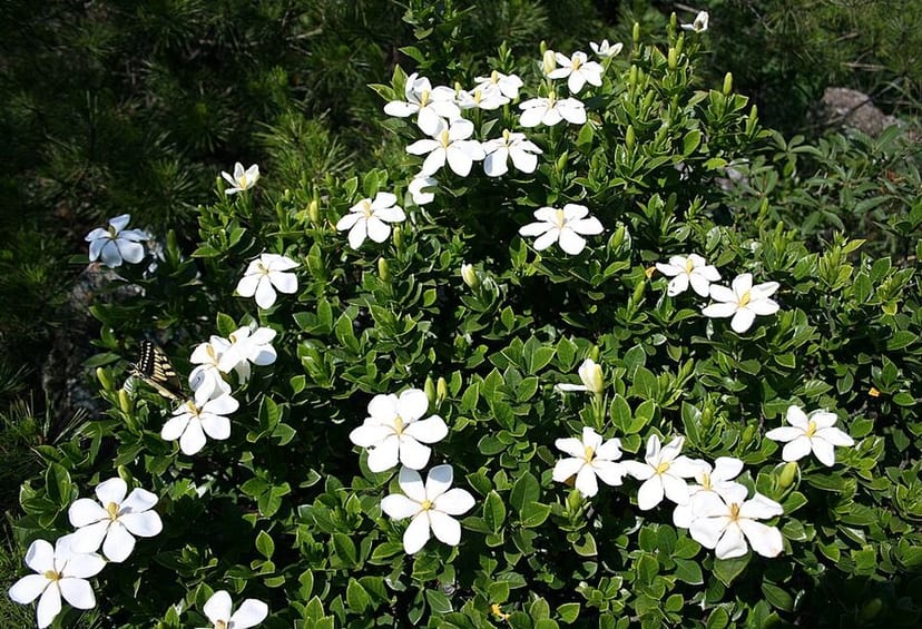 Cape Jasmine photo 2
