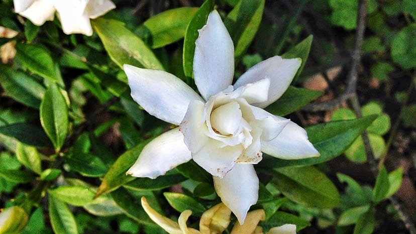 Cape Jasmine photo 3