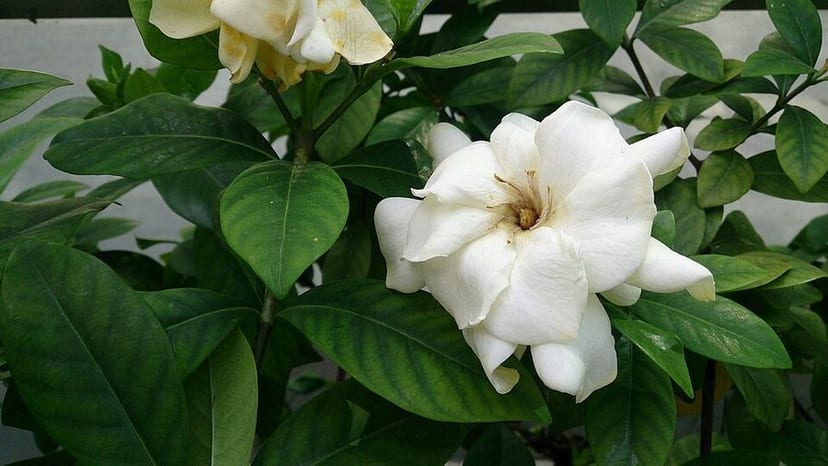 Cape Jasmine photo 4