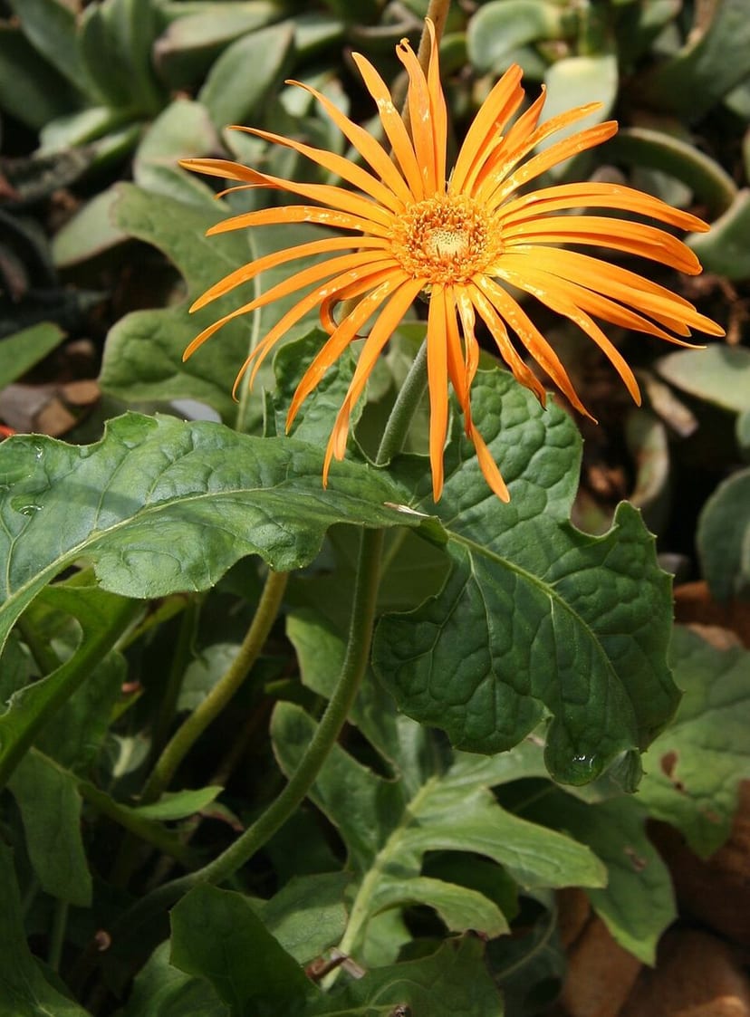 Gerbera daisy bloom
