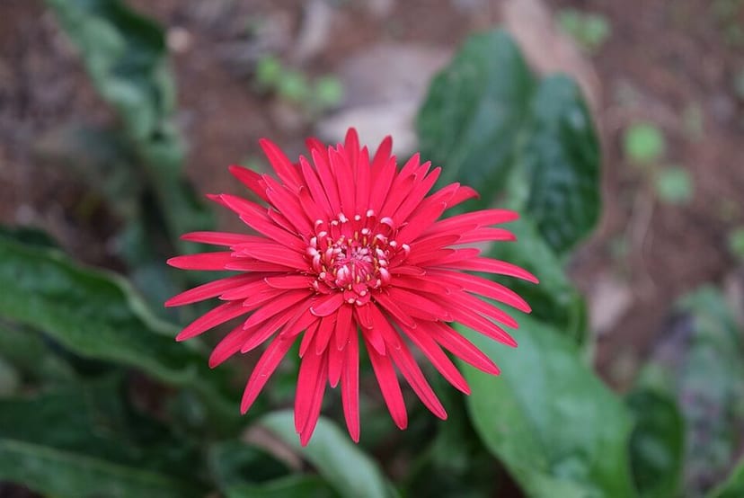 Gerbera Daisy photo 2