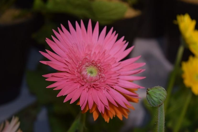 Gerbera Daisy photo 3