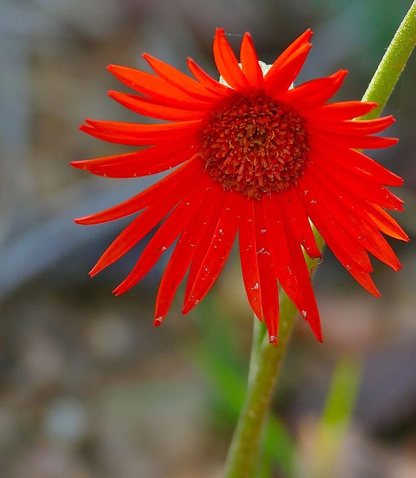 Gerbera Daisy photo 4