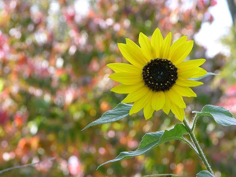 Sunflower photo 2