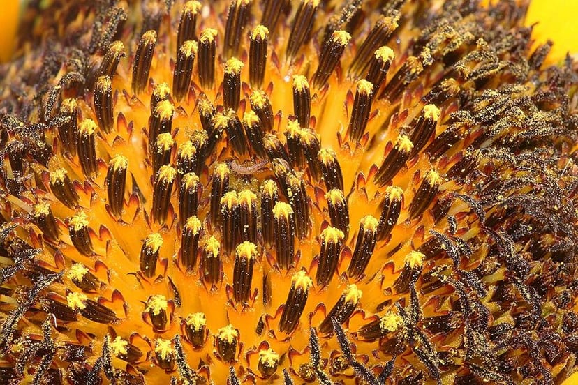 Sunflower photo 3