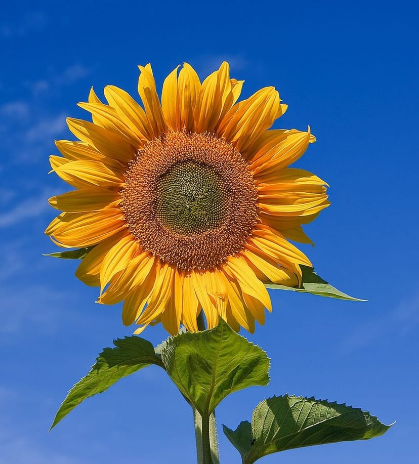 Sunflower photo 4