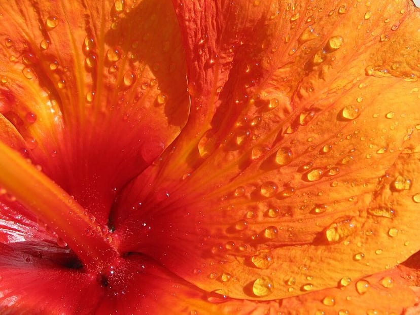 Red Hibiscus