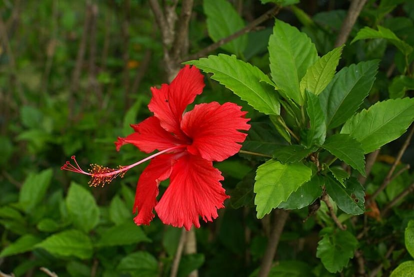Hibiscus photo 2