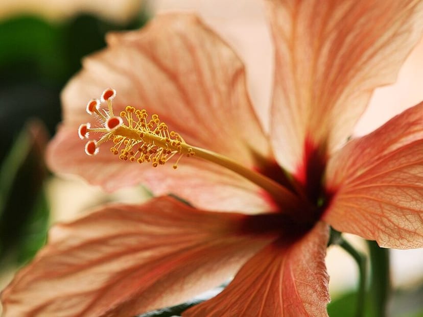 Hibiscus photo 3