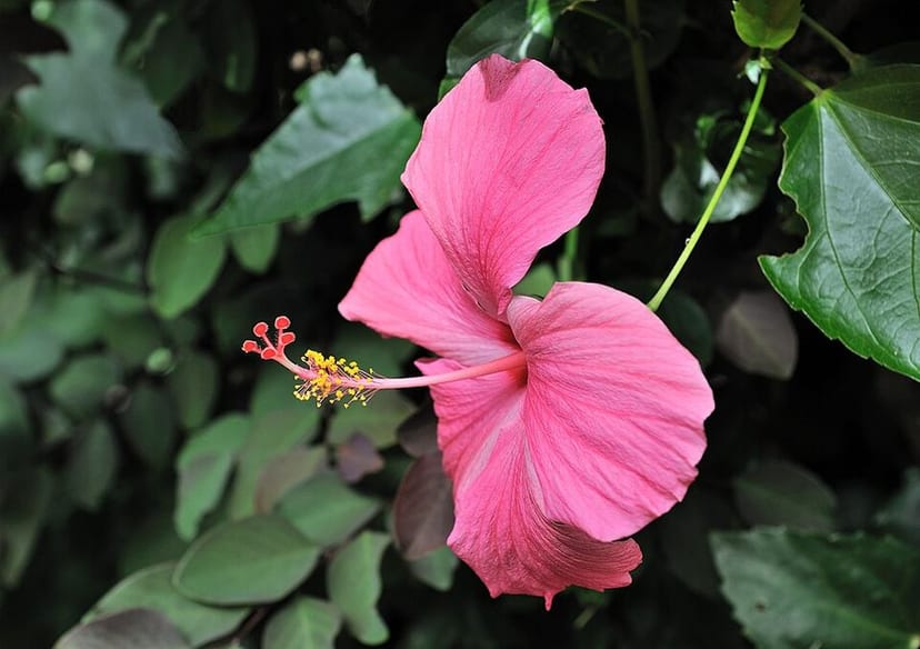 Hibiscus photo 4