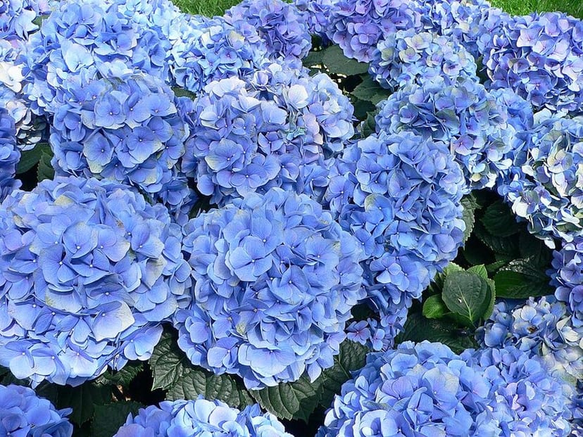 Hydrangea flower cluster