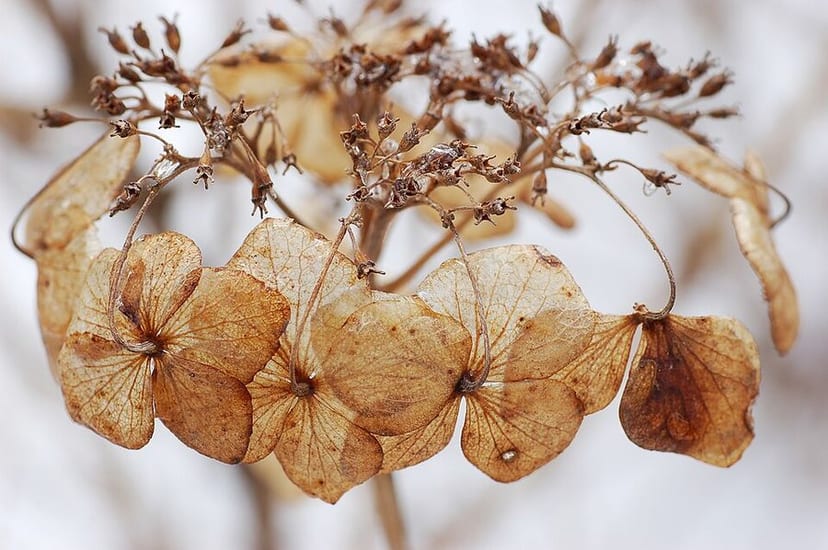 Bigleaf Hydrangea photo 2