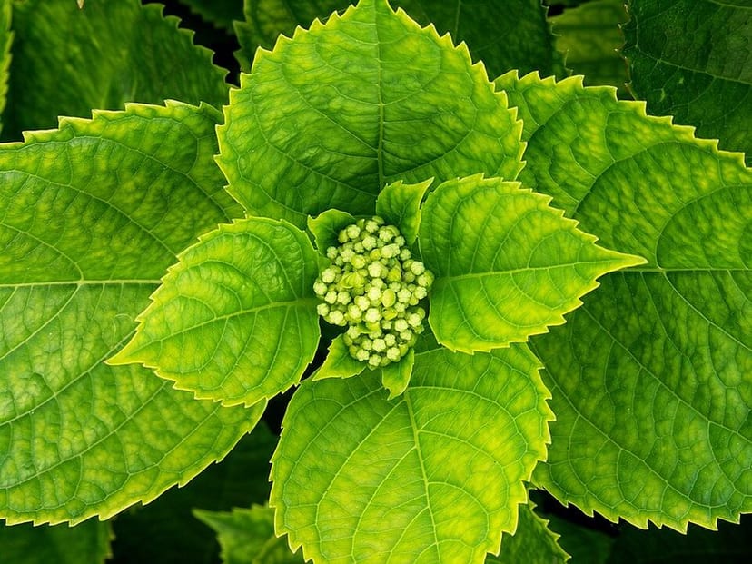 Bigleaf Hydrangea photo 3