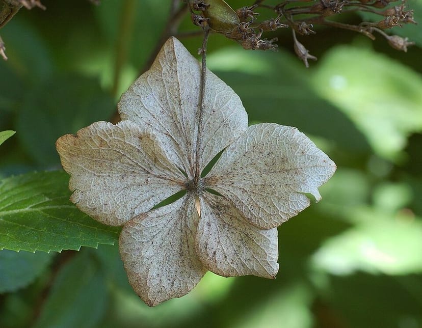 Bigleaf Hydrangea photo 4