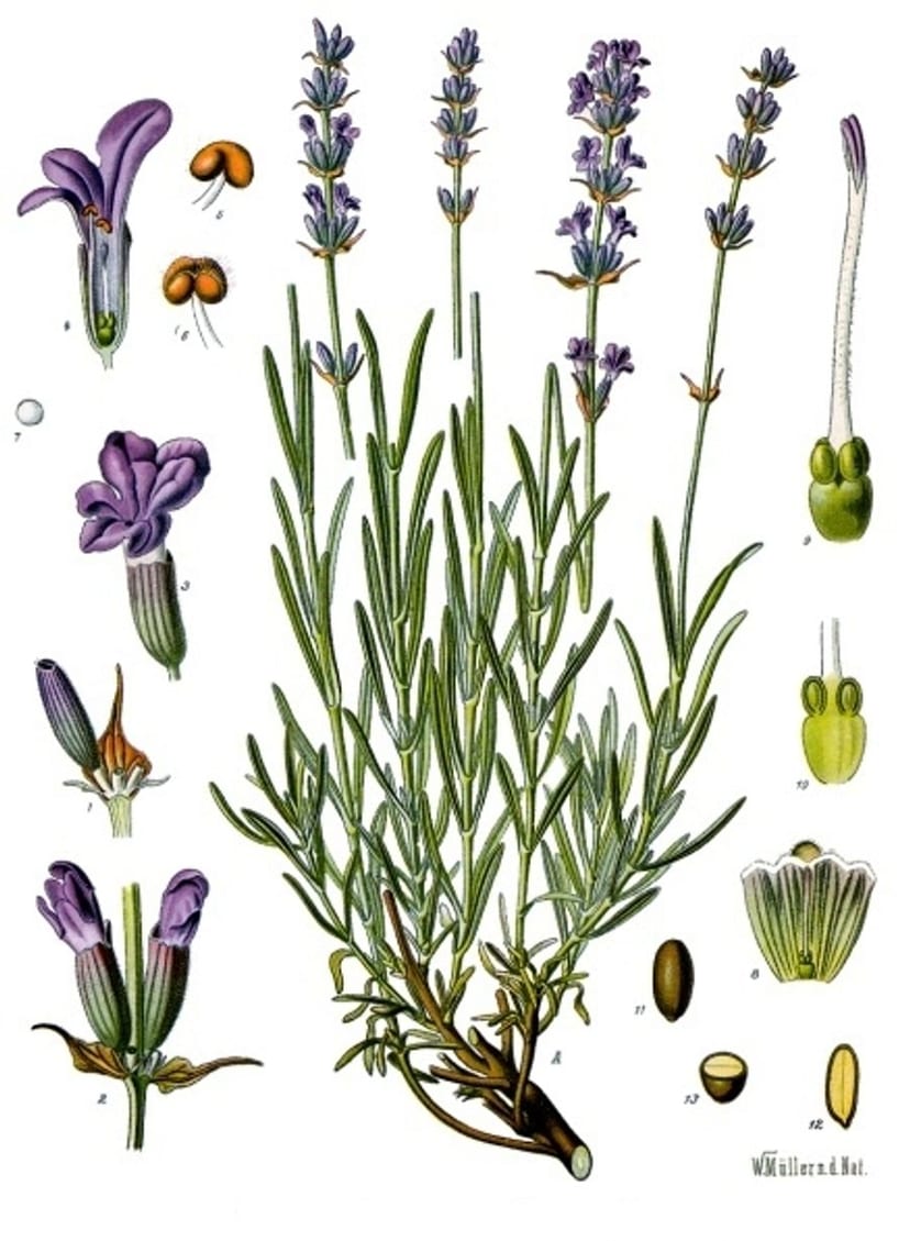 English Lavender photo 2