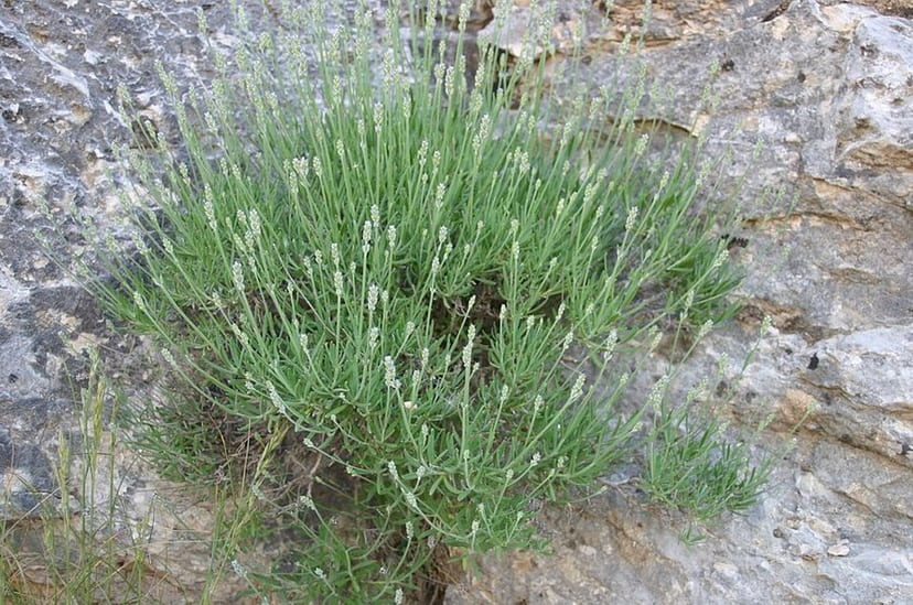 English Lavender photo 3