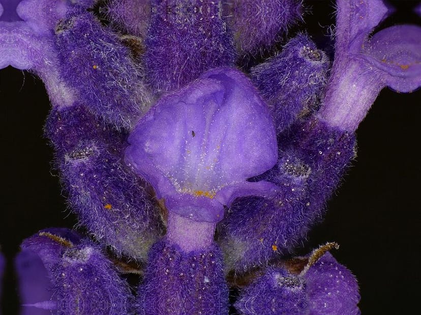 English Lavender photo 4