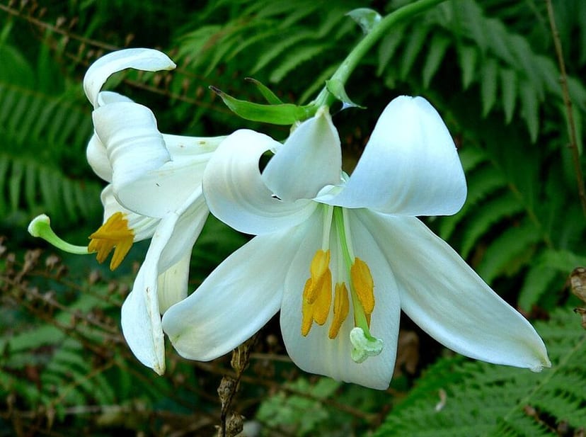 Garden lily blooms