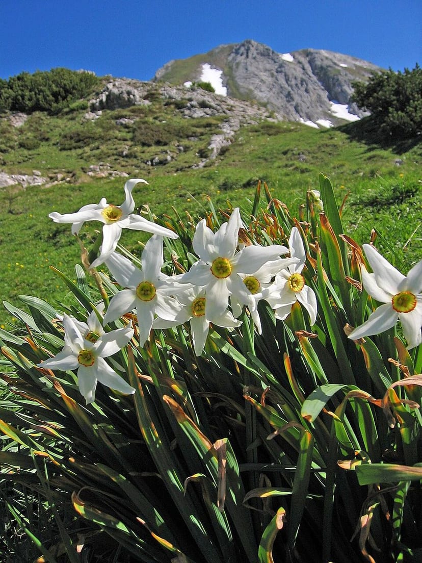 White Narcissus daffodil