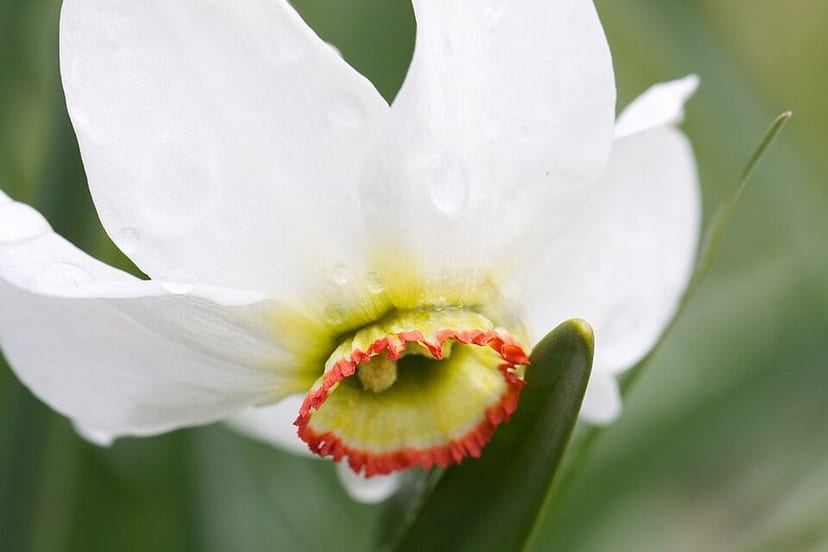 Daffodil photo 2