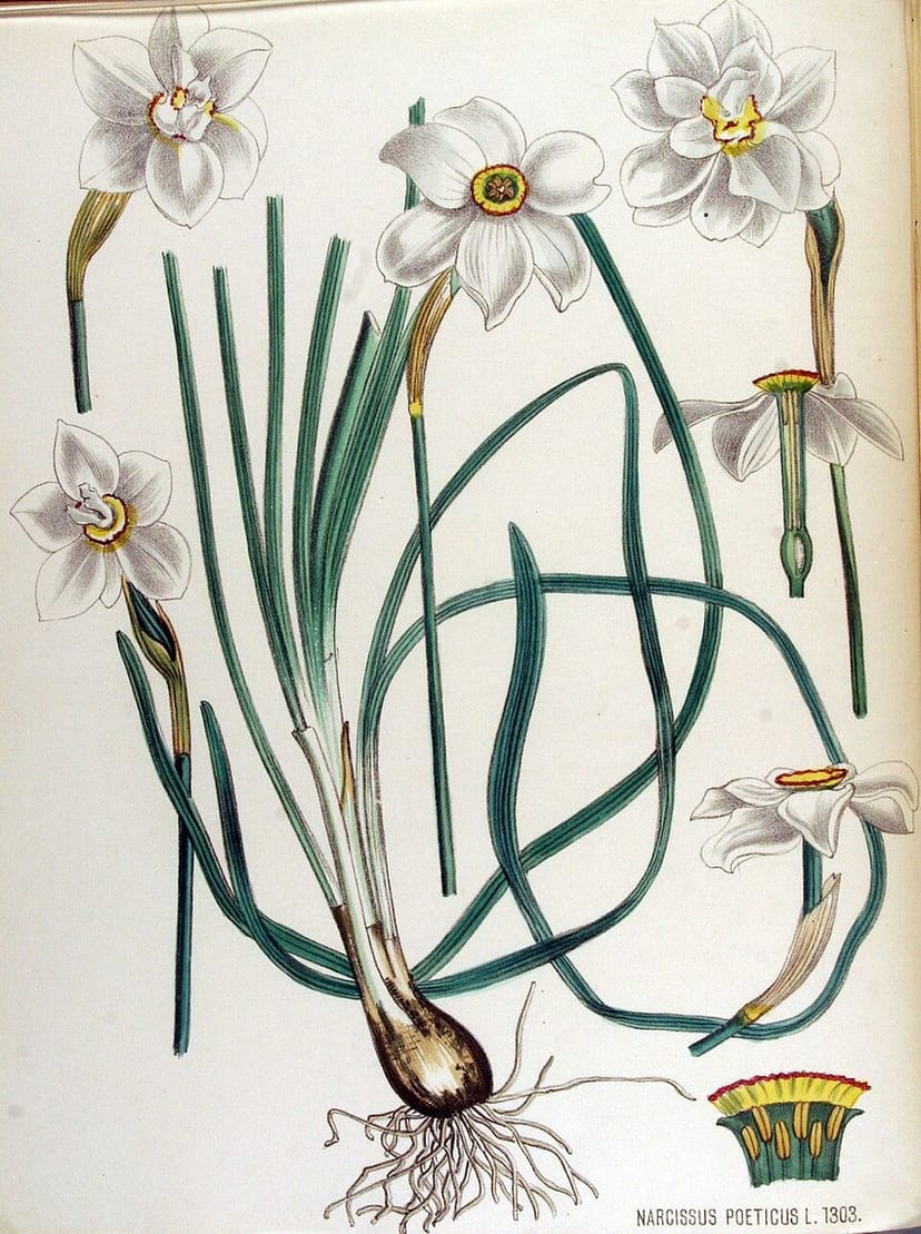 Daffodil photo 3