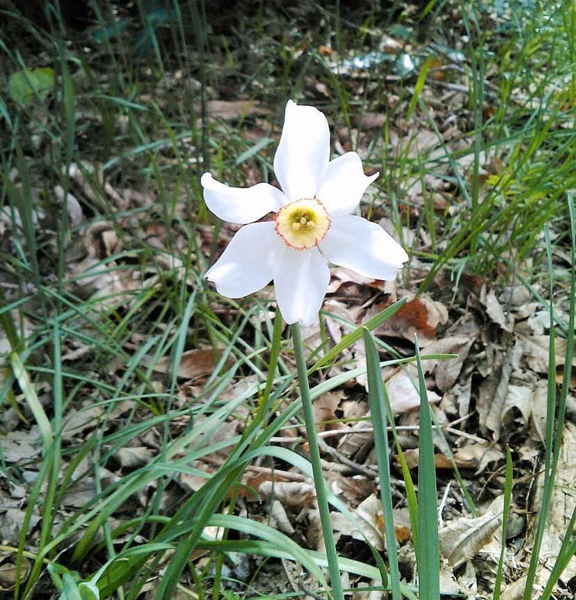 Daffodil photo 4