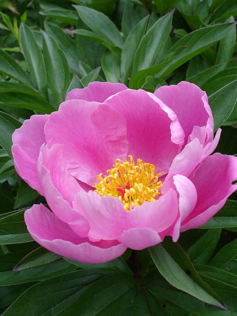Pink garden peony