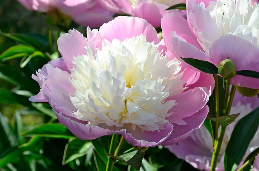 Garden Peony photo 2