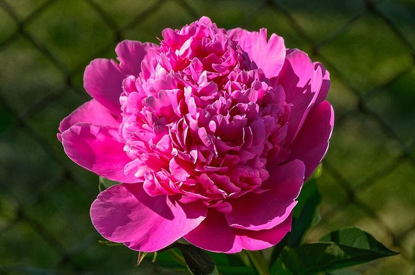 Garden Peony photo 3