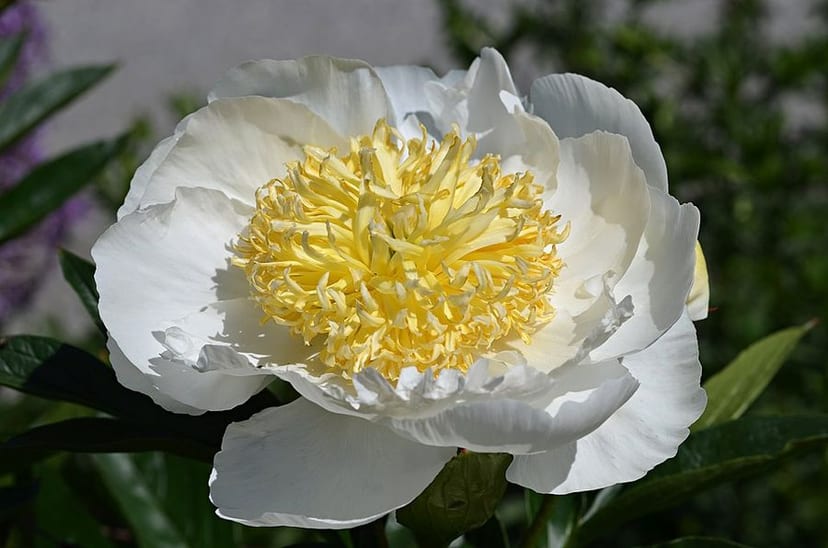 Garden Peony photo 4