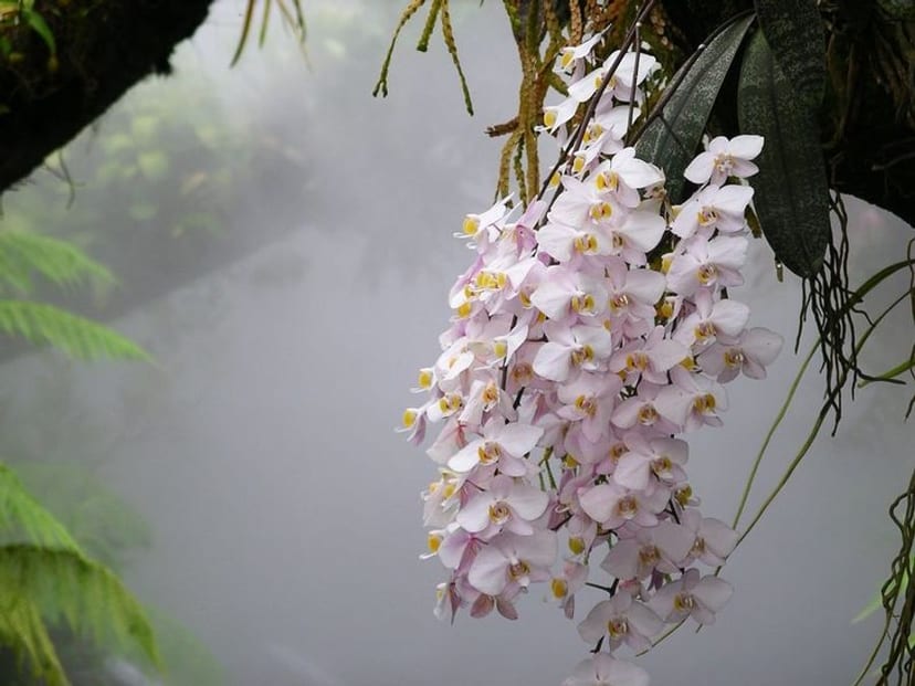 Moth Orchid photo 2