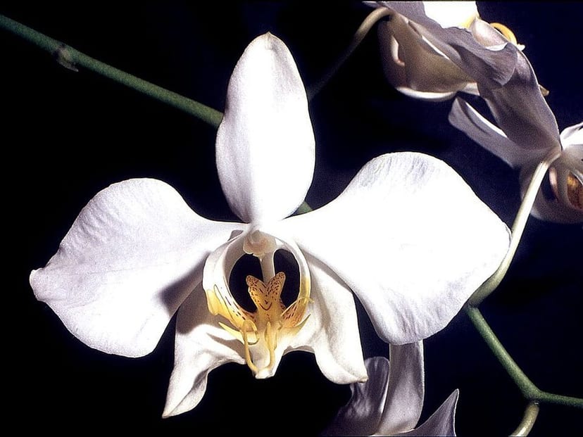 Moth Orchid photo 3