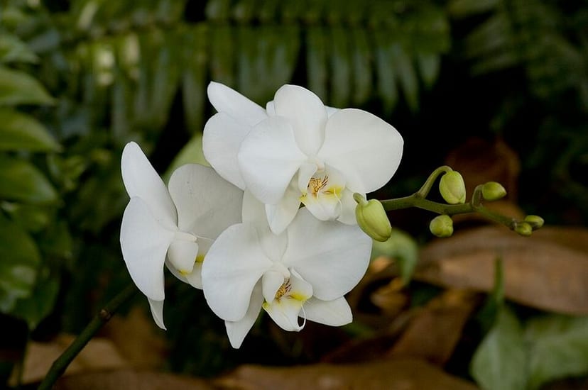 Moth Orchid photo 4